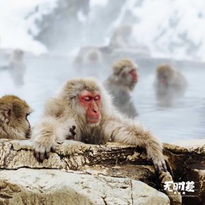 EP155-日本温泉文化-温泉旅馆承载了一个家庭的记忆