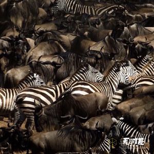 EP47-我在非洲大草原照顾野生动物