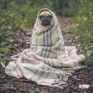 EP56-论嚣张女孩们的犬儒化