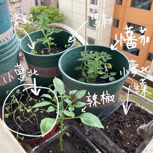 Episode 40: 疫情日记1：鸟叫从未如此清晰，我想人类是要完了