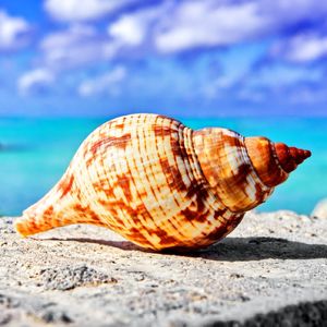 033. 【海螺壳】2022年的春天,我在上海的小区做志愿者