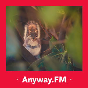 №78:  Anyway 专家门诊 • 松鼠症