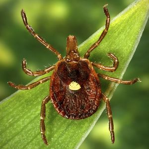 The “bullies of the tick world” are on the hunt