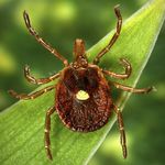 The “bullies of the tick world” are on the hunt