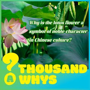 Why is the lotus flower a symbol of noble character in Chinese culture?
