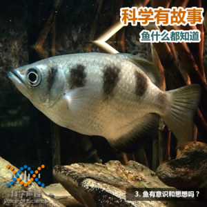 鱼什么都知道（3）：鱼有意识和思想吗？