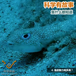 鱼什么都知道（4）：鱼的智力有多高？