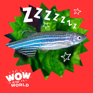 Asleep in the Deep: Do Fish Sleep Just Like Humans?
