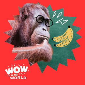 Teach Like an Orangutan! What Makes These Great Apes Such Great Teachers? (Encore)