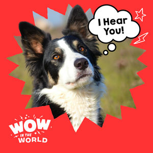 Speak, Fetch, Repeat: How Dogs Learn Words by Overhearing Humans
