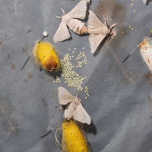 106 除了丧、颓、躺，低谷期，还有哪些让人豁然开朗的名字？