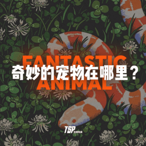 奇妙的宠物在哪里？