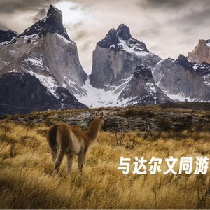 225 |南美| 与达尔文同游巴塔哥尼亚-大风、船长、四个原住民和一场实验