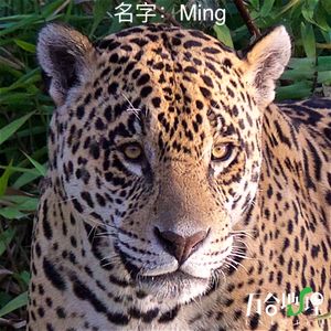 Vol.58 我给那只美洲豹取名为“明”-雨林、虎鲸、拒绝动物园和生态旅行的替代性