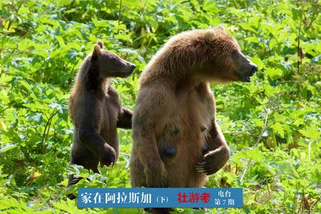 Vol.7:家在阿拉斯加（下）- 熊能听懂你说话？当然懂