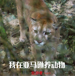 Vol.25 |厄瓜多尔|我在亚马逊养动物- 狨猴、树懒、被解救的狮子和虚无青年