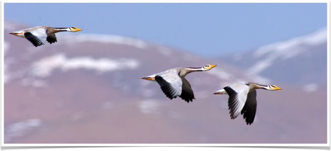 世界上飞得最高鸟儿哪去了