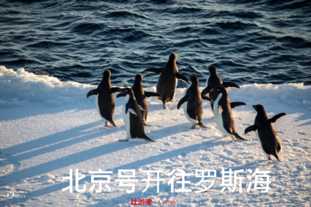 Vol.40|南极|北京号开往罗斯海- 99天、疫情、咆哮西风带和彩色的南极