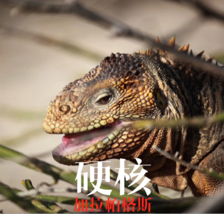 Vol.21 |拉美| 硬核加拉帕格斯-达尔文、入侵者和孤独的乔治