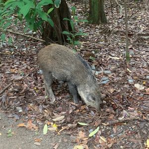 110 |新加坡| 楼下食阁与葬礼 - kiasu、组屋、热带雨和咖喱分享行动