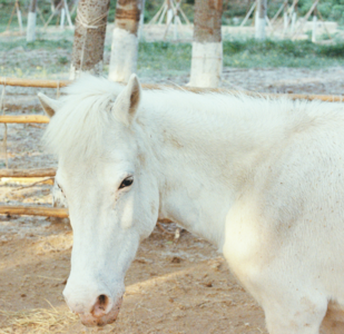 这行水太深 · 偶遇京郊训马师，北京居然有这么多马场！