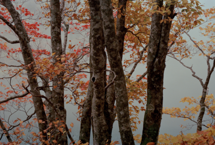 Safe Records Vol.2 | 盲目之秋