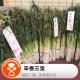 美食莫扎特：辛香三宝