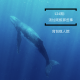 124期：汤加观鲸那些事