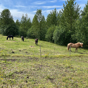 Why do horses sleep standing up?