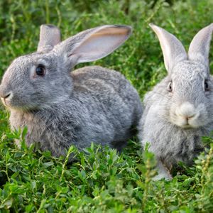 Do bunnies come out at night?