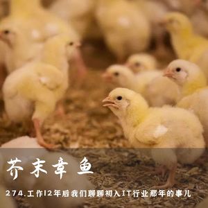274.工作12年后我们聊聊初入IT行业那年的事儿