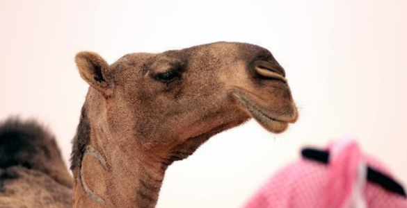 121.沙乌地的白兰鸽