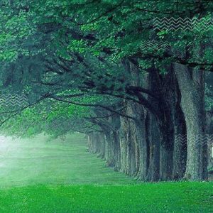 致橡树 To The Oak
