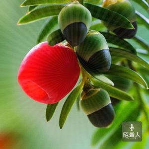 玲珑骰子安红豆