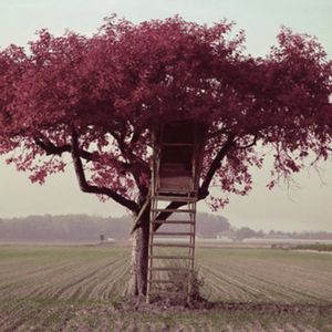 一颗开花的树 A Blooming Tree