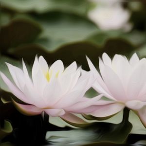 莲的心事 The mind of a lotus