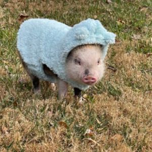 脱口秀｜猪是pig，小猪是small pig吗？没那么简单