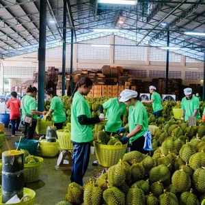 外刊精讲 | 中国人的榴莲自由，实现了东南亚人的财富自由