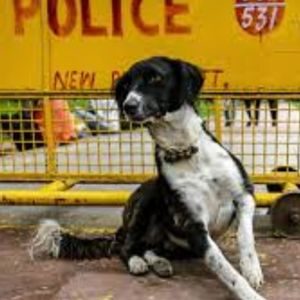 外刊精讲 | 印度牛为“妈”，猴为“神”，每年2万人被狗咬死，政府却不敢禁。