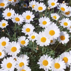 医生从男子屁股取出反坦克炮弹！？今天来聊聊菊部表达