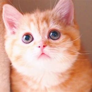 养猫，必须知道的事