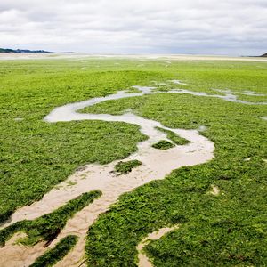 ‘I couldn’t breathe’: the sinister spread of France’s killer seaweed