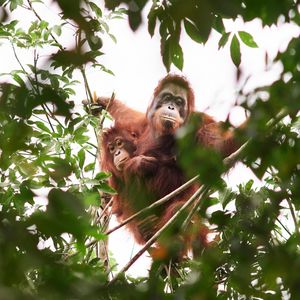 ‘Should we leave them to die?’ The battle over how to save orangutans from the curse of palm oil