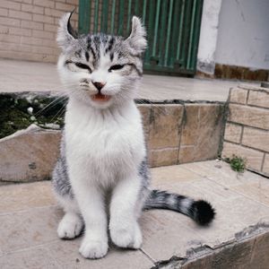 9 小耳朵，入侵耳朵