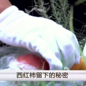 土坑里的男尸和一袋西红柿(下)