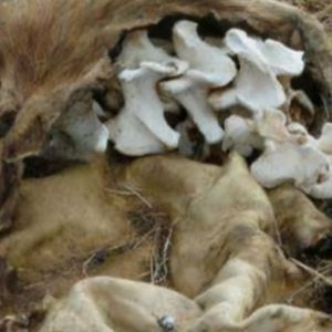 19年前草原白骨悬案,老先生一句话揭开真相(上)