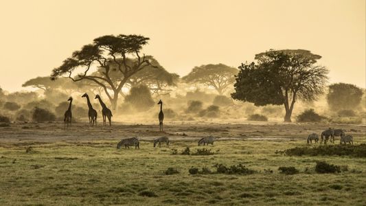 145：一生一次的东非草原之旅！草原猎杀、动物大和谐、你想不到的非洲都在这儿！