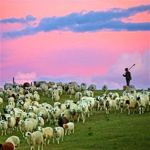 63：我们在钢筋水泥的城市吸霾，他在经幡飞舞的草原放羊