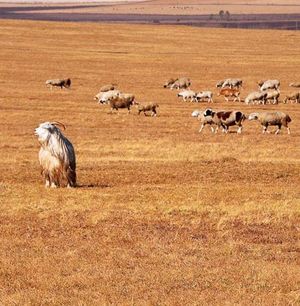 199：亲历流星、邂逅驯鹿，你也会一眼爱上这个秋天美哭的目的地！（下）
