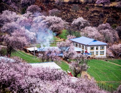 171：西藏，桃花十里不如你！